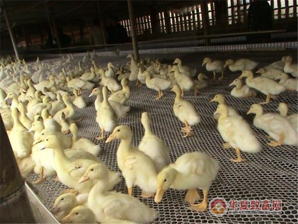 鸭子养殖加盟
